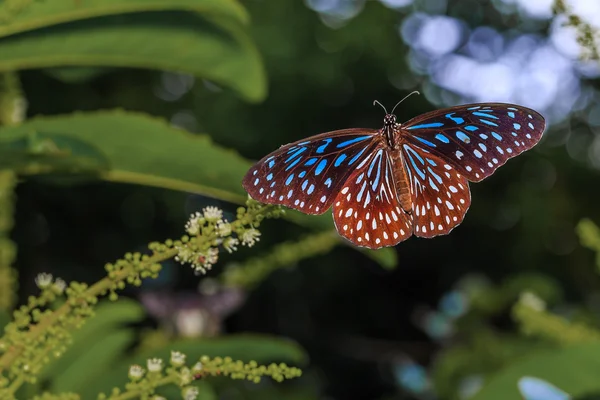Openen van de vleugel van donker blauwe tijger vlinder — Stockfoto
