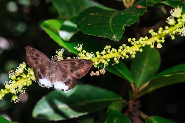 La farfalla piatta neve maculata — Foto Stock