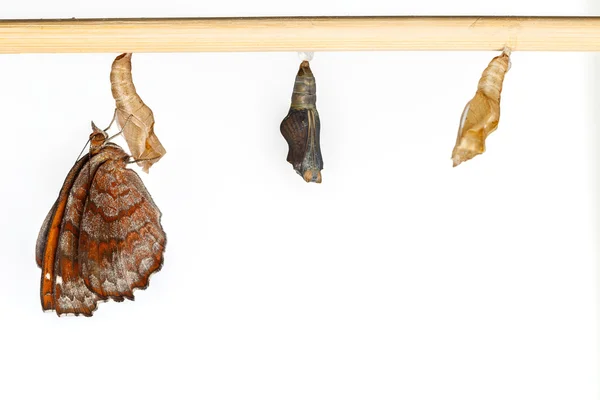 Angled castor pupa and butterfly — Stock Photo, Image