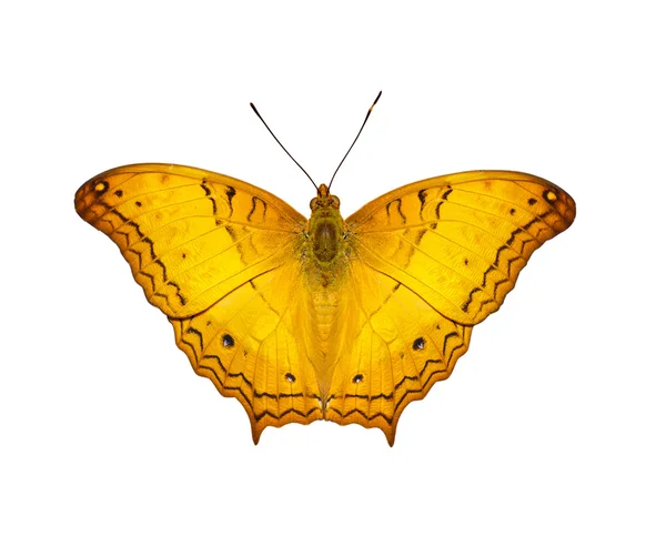 Isolated orange common cruiser butterfly — Stock Photo, Image