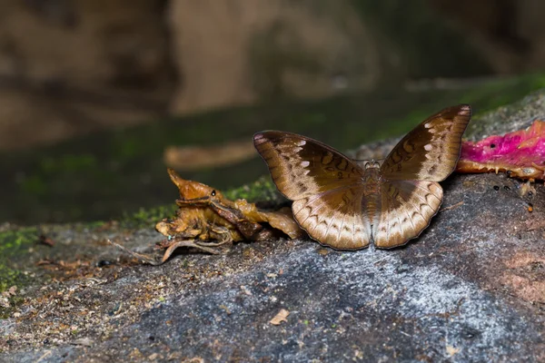 Kobieta z Mango Baron motyl — Zdjęcie stockowe