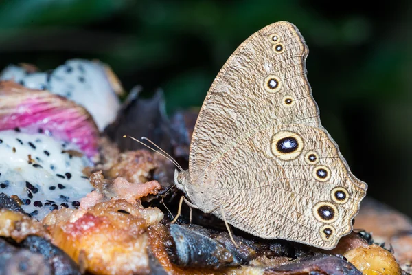 The common evening brown butterfly — Stock Photo, Image