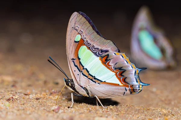太守で、蝶は、食品を吸っています。 — ストック写真