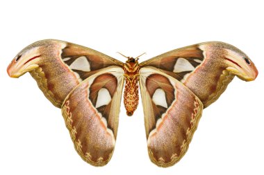 Female attacus atlas moth clipart
