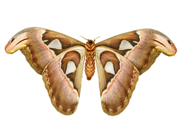 女性 attacus アトラス蛾 — ストック写真