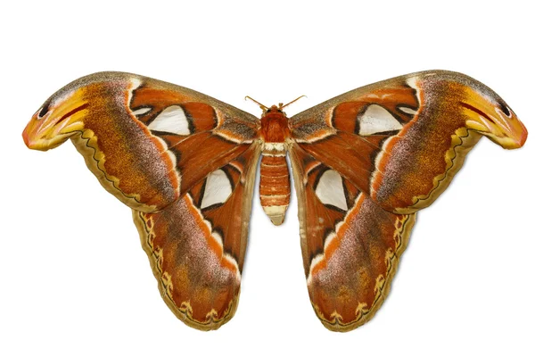 Female attacus atlas moth — Stock Photo, Image