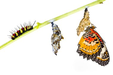 Leopar lacewing kelebek ömrü