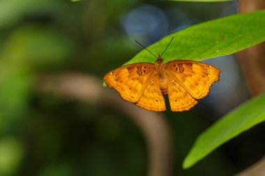 Erkek siyah Prens kelebek