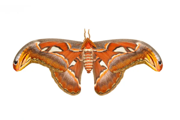 顶视图的男性 attacus 蛾 — 图库照片