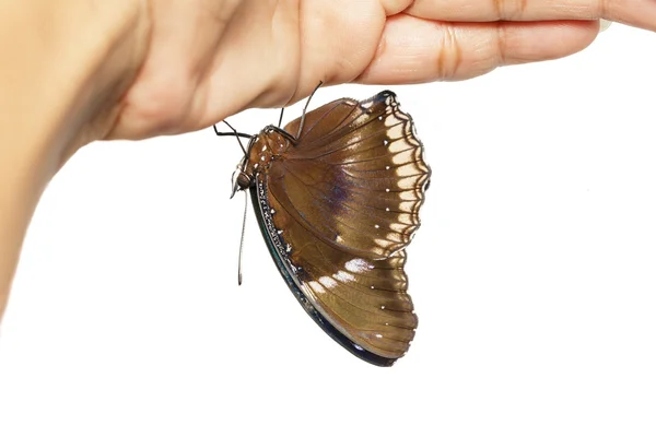 Mężczyzna eggfly Wielki Motyl wiszące pod ręką — Zdjęcie stockowe