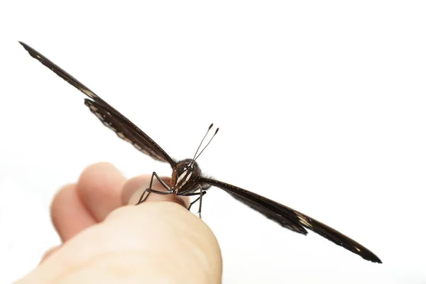 Male of great eggfly butterfly resting on hand — Stock Photo, Image