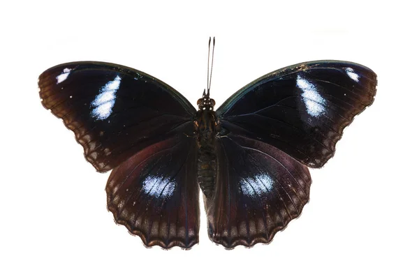 Vista superior da borboleta de berinjela grande macho — Fotografia de Stock