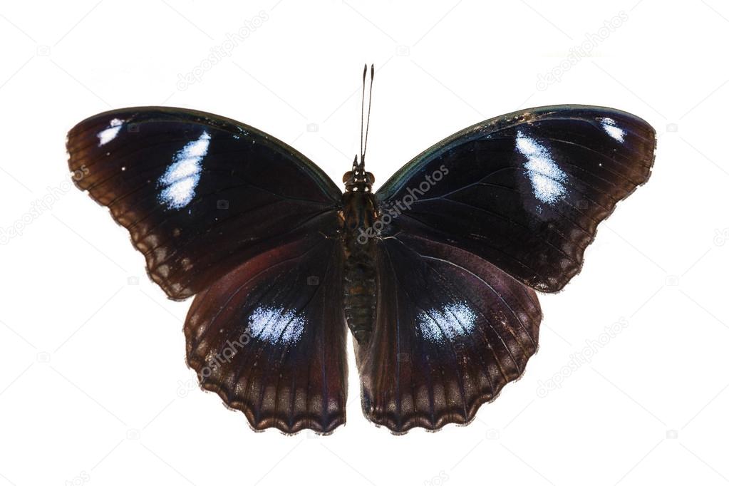 Top view of male great eggfly butterfly