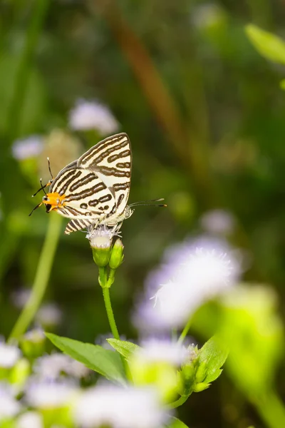 Club silverline butterfly — Stock Photo, Image