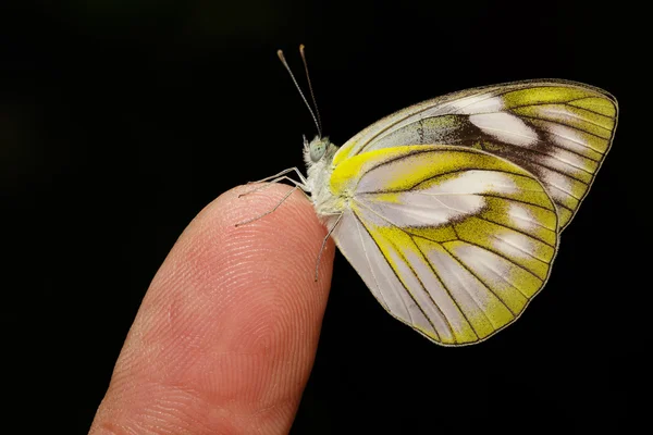 Vrouw van gestripte albatross vlinder — Stockfoto