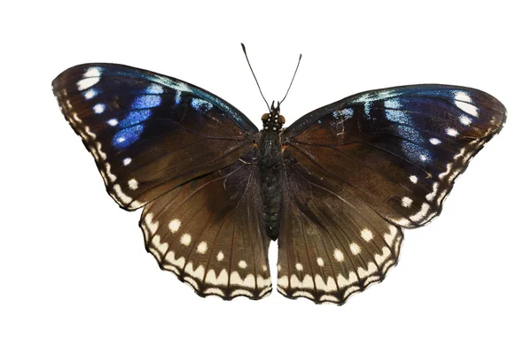 Top view of female great eggfly butterfly on white — Stock Photo, Image