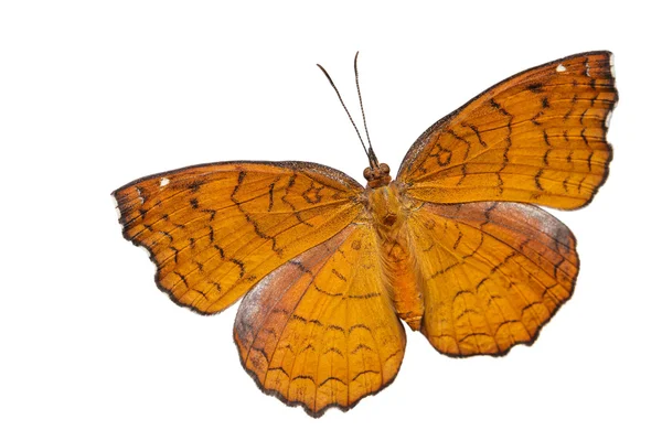 Vue du dessus du papillon à roulettes incliné — Photo