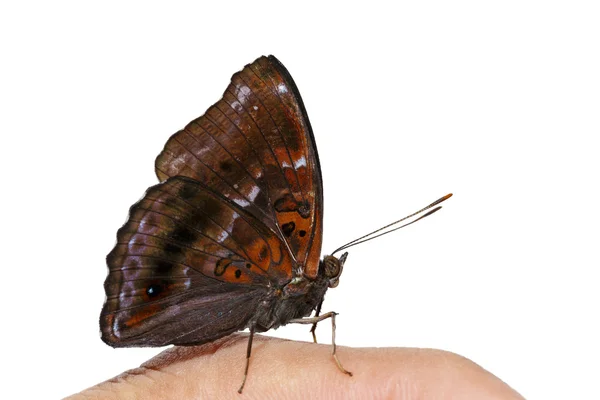 Мужчина сиамской чёрной бабочки — стоковое фото