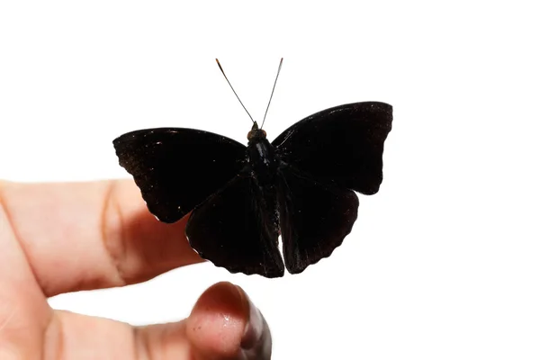 Hombre de negro siamés príncipe mariposa — Foto de Stock