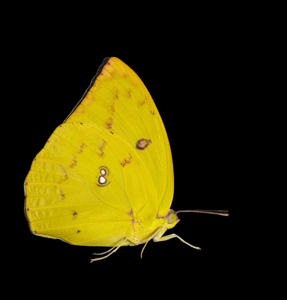 Femme Citron émigré papillon — Photo