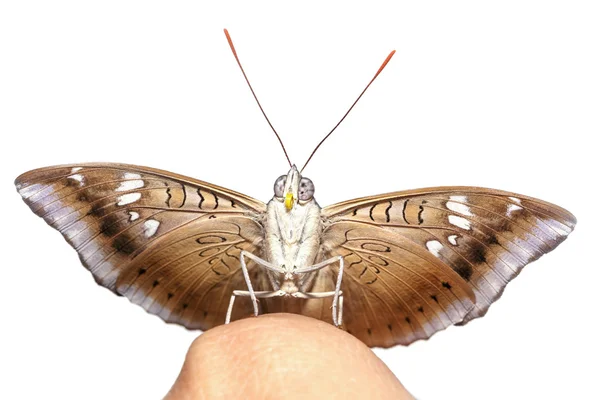 Gros plan devant le mâle mangue baron papillon sur doigt — Photo