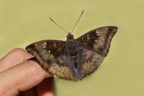 Fechar macho de manga barão borboleta no dedo — Fotografia de Stock