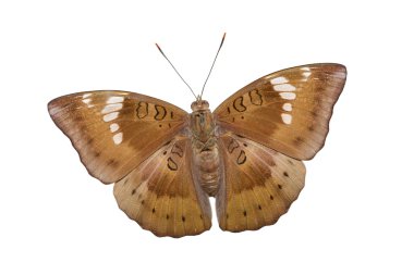 Close up of male mango baron butterfly on white clipart