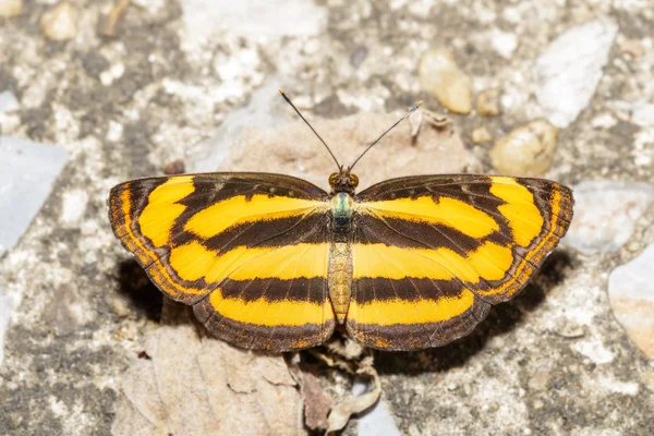 Ortak Hintli kelebek Üstten Görünüm — Stok fotoğraf