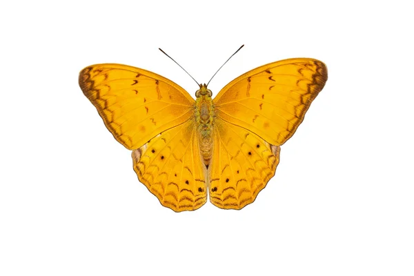 Male of common yeoman butterfly on white — Stock Photo, Image