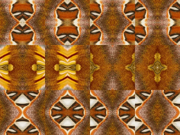 Színes pillangó szárnya minták — Stock Fotó