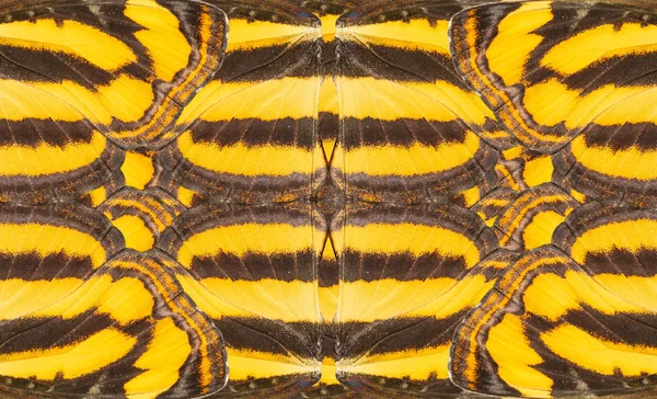 Pattern from comon lascar butterfly wing — Stock Photo, Image