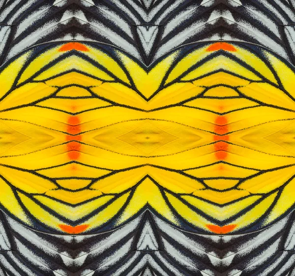 Textúra festett Jezabel pillangó szárnya — Stock Fotó
