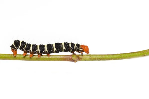 Primer plano de la polilla Peridrome orbicularis — Foto de Stock