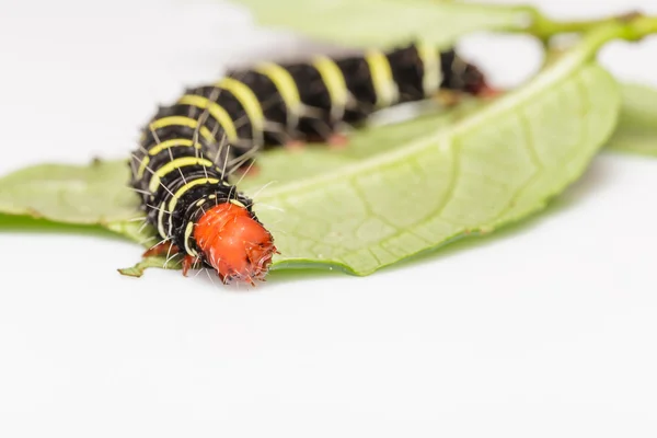 Peridrome orbicularis nachtvlinder close-up — Stockfoto