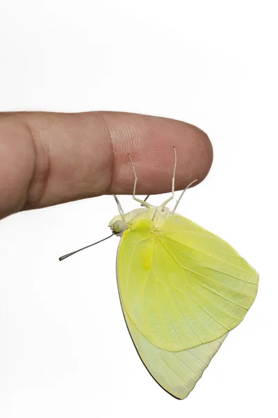 Male Lemon emigrant butterfly — Stock Photo, Image