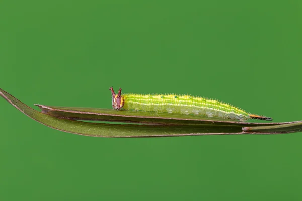 Caterpillar wspólne palmfly motyl — Zdjęcie stockowe