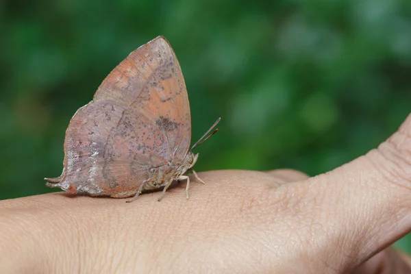 Paarse blad blauwe vlinder op hand — Stockfoto