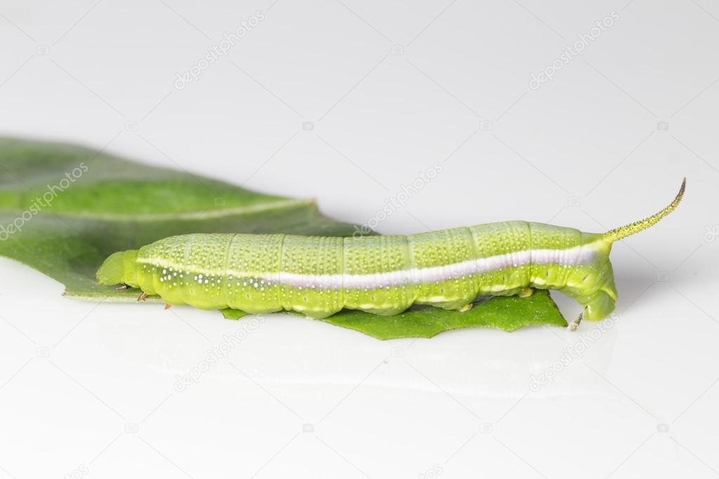 Caterpillar of macroglossum sitiene moth