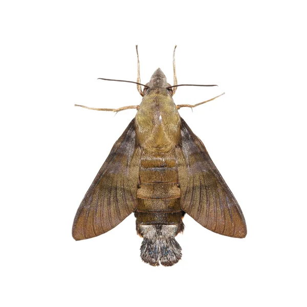 Macroglossum sitiene moth on white — Stock Photo, Image