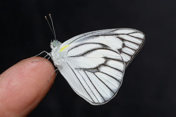 ストリップ アルバトロス蝶の男性 — ストック写真