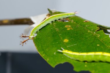 Siyam siyah Prens kelebek Caterpillar kadar kapatın