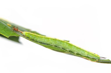 Siyam siyah Prens kelebek Caterpillar kadar kapatın