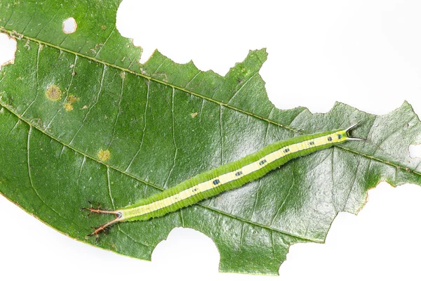 Ovanifrån caterpillar siamese black prince fjäril — Stockfoto