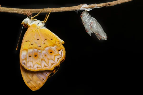 Kobiece wspólnych lamparta motyl wyłonił się z kokonu — Zdjęcie stockowe