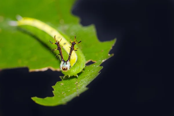 Uzavřít se housenka siamská Černý Princ Butterfly — Stock fotografie