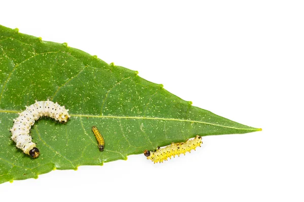 Generație omidă de molie de mătase eri pe frunze — Fotografie, imagine de stoc