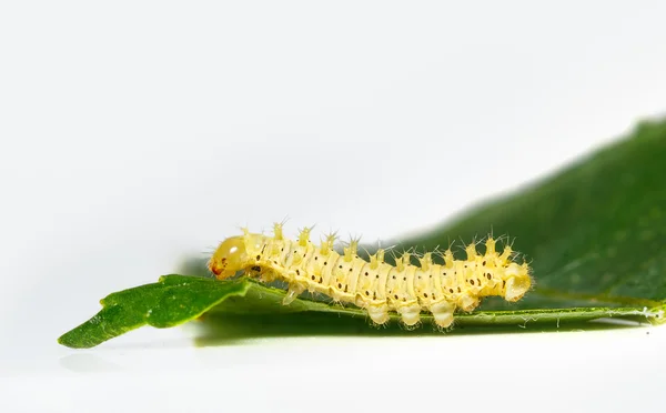 Larv av eri silk moth — Stockfoto