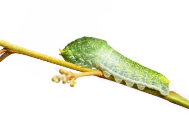 Paris tavuskuşu caterpillar yakın çekim