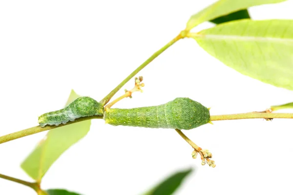 Close up of Paris Peacock caterpillars — Stock Photo, Image