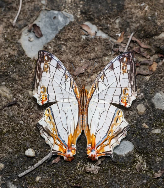 Common Map Butterfly sucking food from ground — Stock Photo, Image